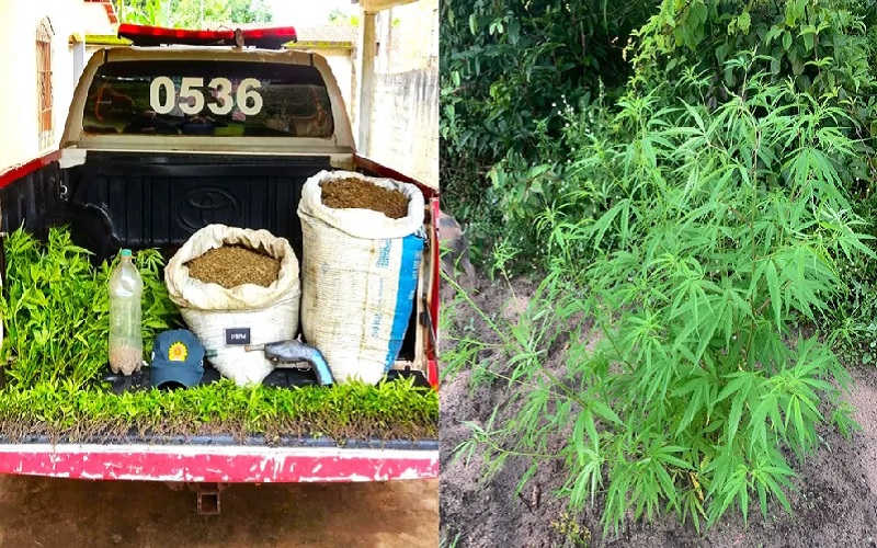 Mais De 500 Pés De Maconha São Encontrados Por Policiais No Pará Folha Do Progresso Portal 9848