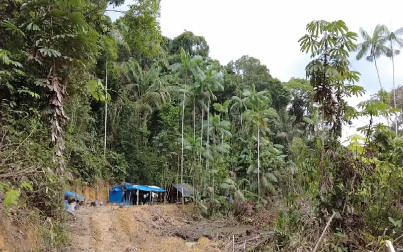 Em clareiras na mata, em geral trabalham o dono das máquinas, os garimpeiros e uma cozinheira, vivendo em barracas de lona precárias